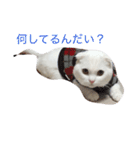 ねこはうす（個別スタンプ：4）
