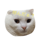 ねこはうす（個別スタンプ：5）