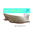 ねこはうす（個別スタンプ：6）
