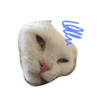 ねこはうす（個別スタンプ：7）
