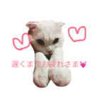 ねこはうす（個別スタンプ：8）