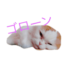 ねこはうす（個別スタンプ：10）