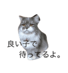 ねこはうす（個別スタンプ：11）