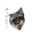 ねこはうす（個別スタンプ：12）