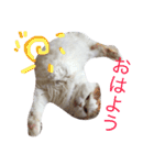 ねこはうす（個別スタンプ：14）