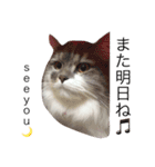 ねこはうす（個別スタンプ：16）