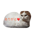 ねこはうす（個別スタンプ：18）