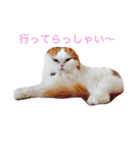 ねこはうす（個別スタンプ：20）