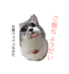 ねこはうす（個別スタンプ：22）