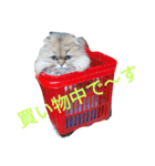 猫4（個別スタンプ：7）