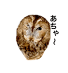 モリフクロウの「まる」♂2（個別スタンプ：2）