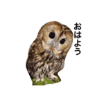 モリフクロウの「まる」♂2（個別スタンプ：3）