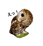 モリフクロウの「まる」♂2（個別スタンプ：4）