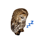 モリフクロウの「まる」♂2（個別スタンプ：5）