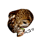 モリフクロウの「まる」♂2（個別スタンプ：6）