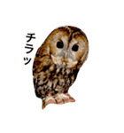 モリフクロウの「まる」♂2（個別スタンプ：7）