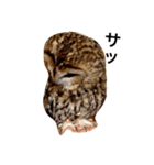 モリフクロウの「まる」♂2（個別スタンプ：8）
