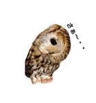 モリフクロウの「まる」♂2（個別スタンプ：9）