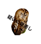 モリフクロウの「まる」♂2（個別スタンプ：10）