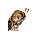 モリフクロウの「まる」♂2（個別スタンプ：11）