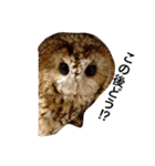 モリフクロウの「まる」♂2（個別スタンプ：12）