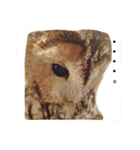 モリフクロウの「まる」♂2（個別スタンプ：13）