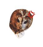 モリフクロウの「まる」♂2（個別スタンプ：14）