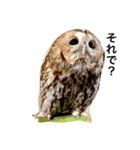 モリフクロウの「まる」♂2（個別スタンプ：15）