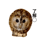モリフクロウの「まる」♂2（個別スタンプ：16）