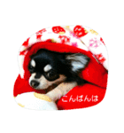 ラブちゃんスタンプ2（個別スタンプ：4）