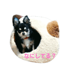 ラブちゃんスタンプ2（個別スタンプ：21）