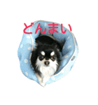 ラブちゃんスタンプ2（個別スタンプ：23）