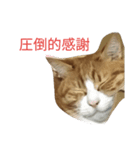 ダル猫スタンプ第二弾（個別スタンプ：1）