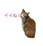 ダル猫スタンプ第二弾（個別スタンプ：3）