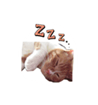 てまねこクラブ（個別スタンプ：2）