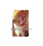 てまねこクラブ（個別スタンプ：4）
