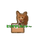 てまねこクラブ（個別スタンプ：6）