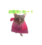 てまねこクラブ（個別スタンプ：7）