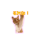 てまねこクラブ（個別スタンプ：8）