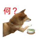 柴犬 はち 俺にも喋らせろ！ 3.5.8（個別スタンプ：1）
