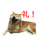 柴犬 はち 俺にも喋らせろ！ 3.5.8（個別スタンプ：2）