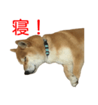 柴犬 はち 俺にも喋らせろ！ 3.5.8（個別スタンプ：3）