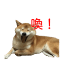 柴犬 はち 俺にも喋らせろ！ 3.5.8（個別スタンプ：4）