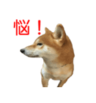 柴犬 はち 俺にも喋らせろ！ 3.5.8（個別スタンプ：5）