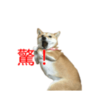 柴犬 はち 俺にも喋らせろ！ 3.5.8（個別スタンプ：6）