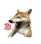 柴犬 はち 俺にも喋らせろ！ 3.5.8（個別スタンプ：7）