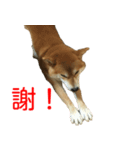柴犬 はち 俺にも喋らせろ！ 3.5.8（個別スタンプ：8）