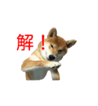 柴犬 はち 俺にも喋らせろ！ 3.5.8（個別スタンプ：9）