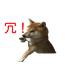 柴犬 はち 俺にも喋らせろ！ 3.5.8（個別スタンプ：10）