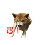 柴犬 はち 俺にも喋らせろ！ 3.5.8（個別スタンプ：11）